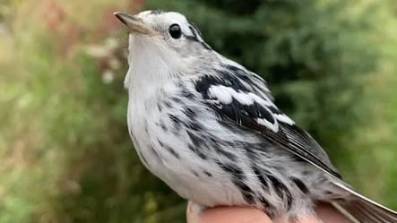 McKellar Island Bird Observatory in Thunder Bay, Ont., reports increase in local bird populations