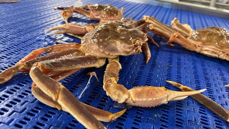 With crab season underway, potential job action looms for fish plant workers without a contract