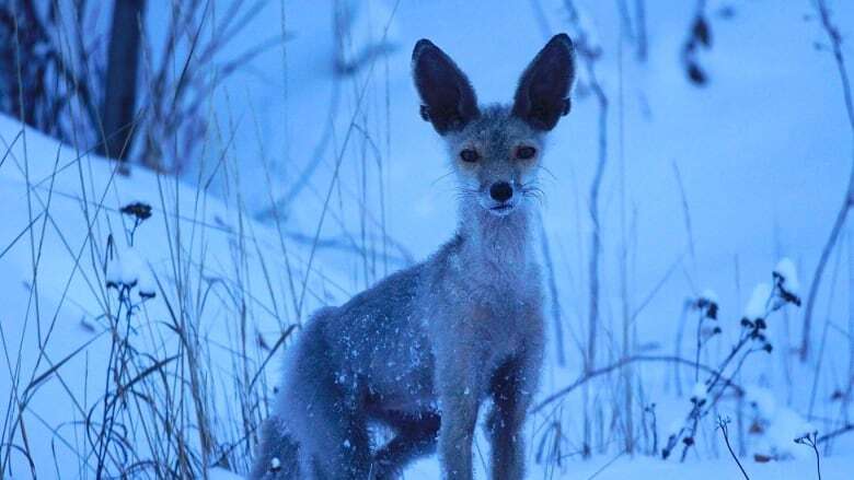 This unusual fox keeps being spotted in Yellowknife