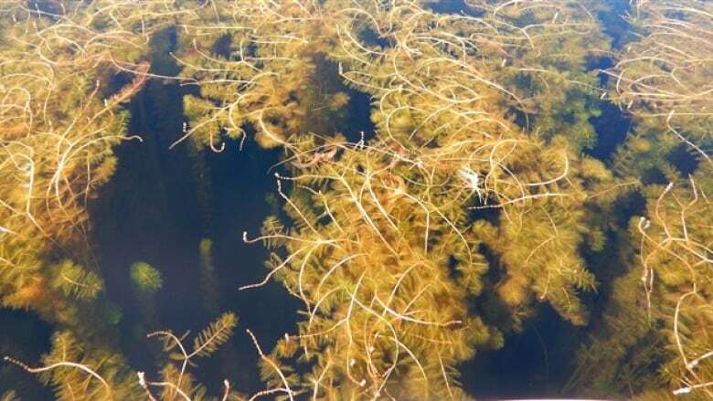 Lakefront homeowners in Sudbury denied permission to use herbicides to kill an invasive plant species