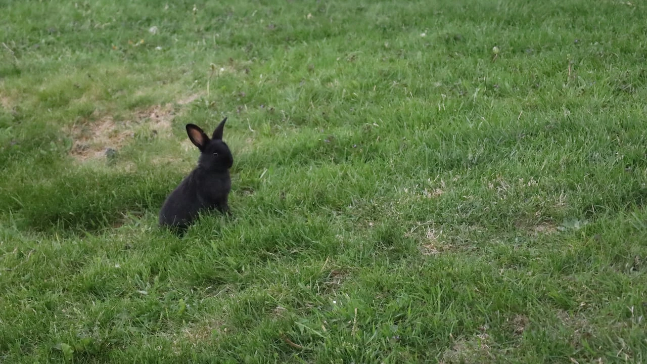 Abandoned pet rabbits raising concerns for wildlife in Greater Sudbury