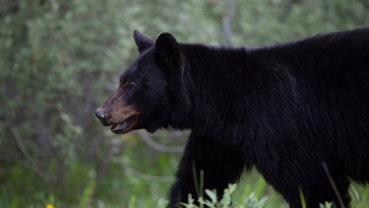 Young man from India killed in rare fatal bear attack in northern Sask.