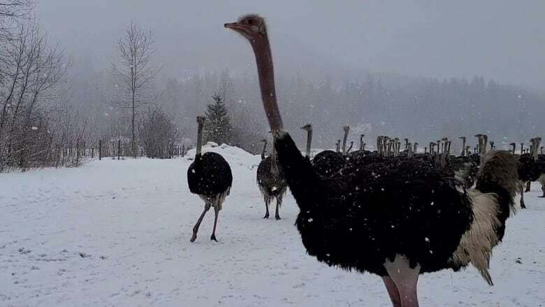 This ostrich farm survived wildfires. Now, avian flu means 400 birds need to be culled