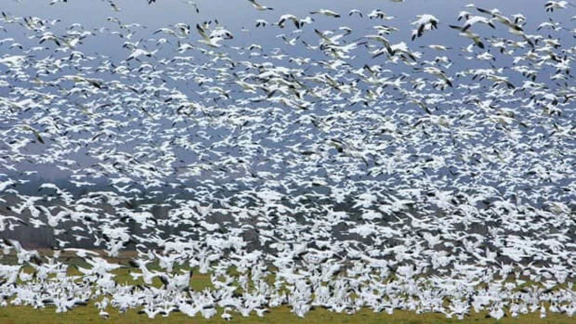 Testing confirms avian flu after hundreds of dead geese found near Lipton, Sask.