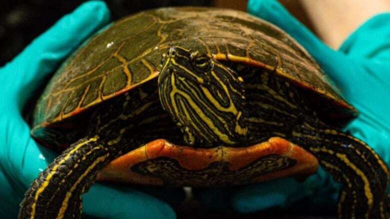 Shell-shocked turtle hit by car in Sask. returns to the wild after being nursed back to health