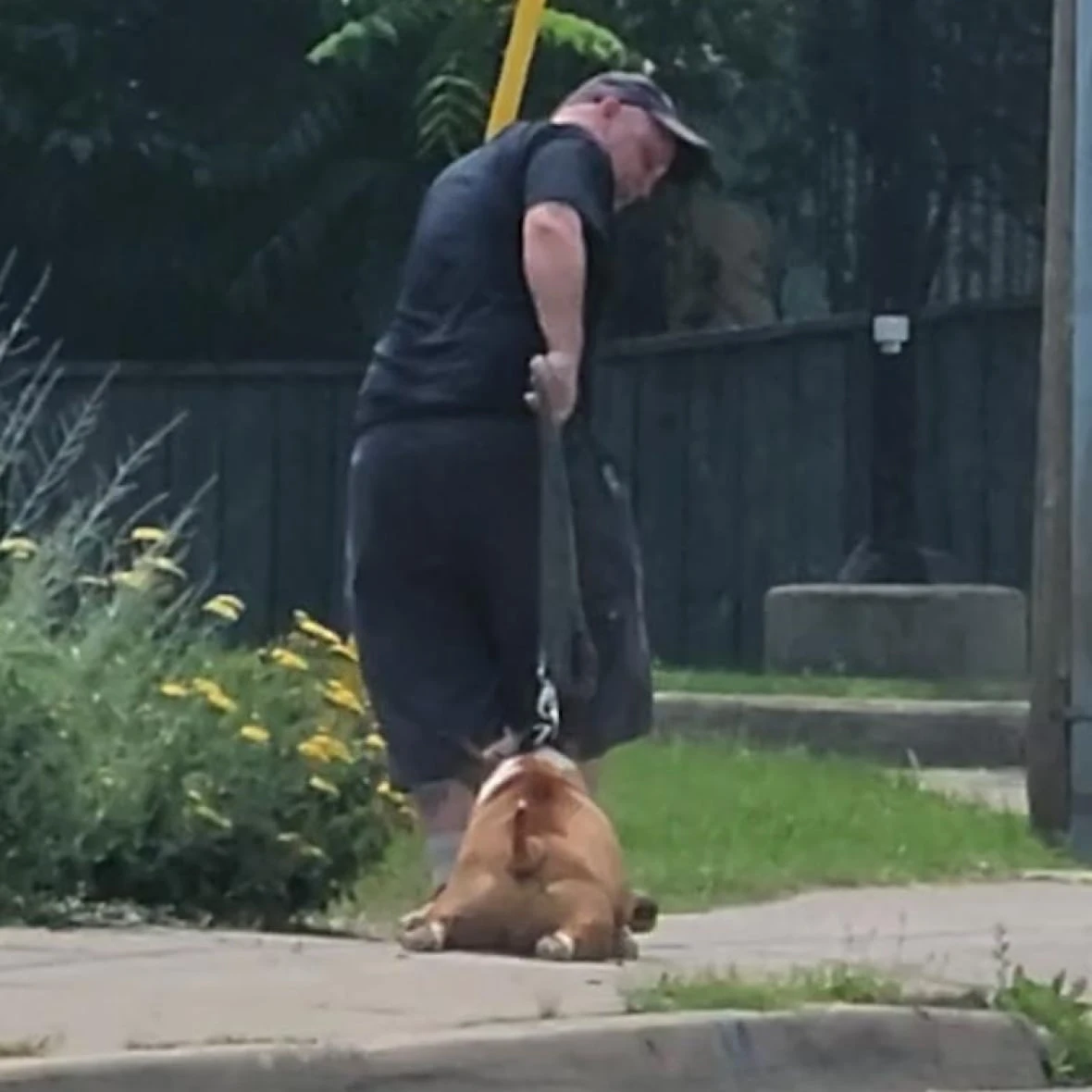 Dog dragged down street was 'failed every step of the way,' says rescue group after Hamilton owner fined $2K