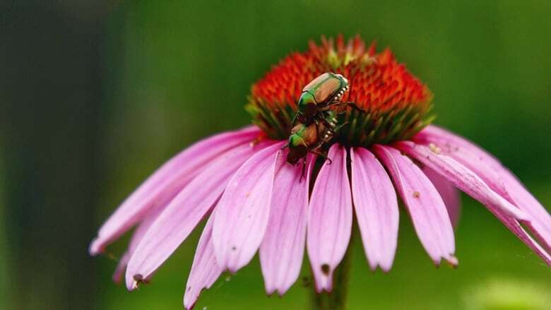 Vancouver sees progress on eradication of Japanese beetle, but bug still spreading in B.C.