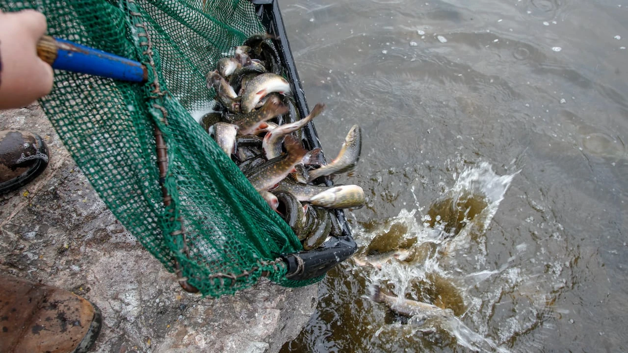 No trout taking your bait? This could explain why