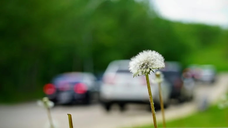 Seasonal allergies seem worse this year. Experts explain why it may feel that way
