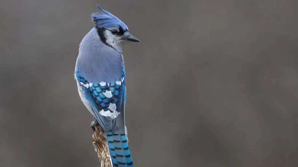 Blue jays are having a great season. Here are some things you might not know about the birds