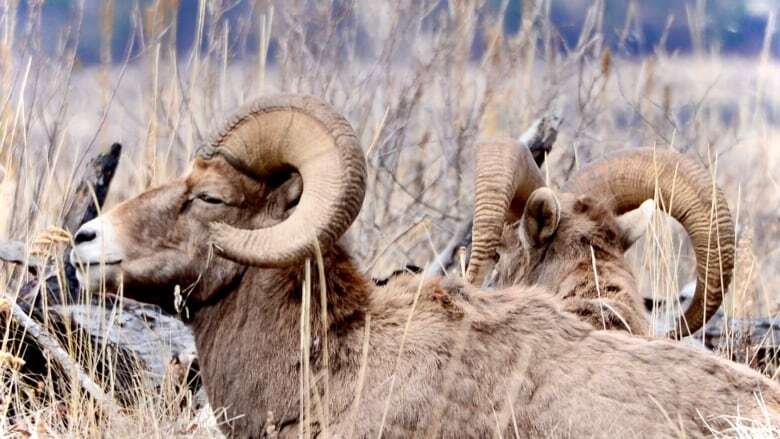 Bighorn sheep hunting licence nets record-setting $400K US bid in Alberta hunting auction