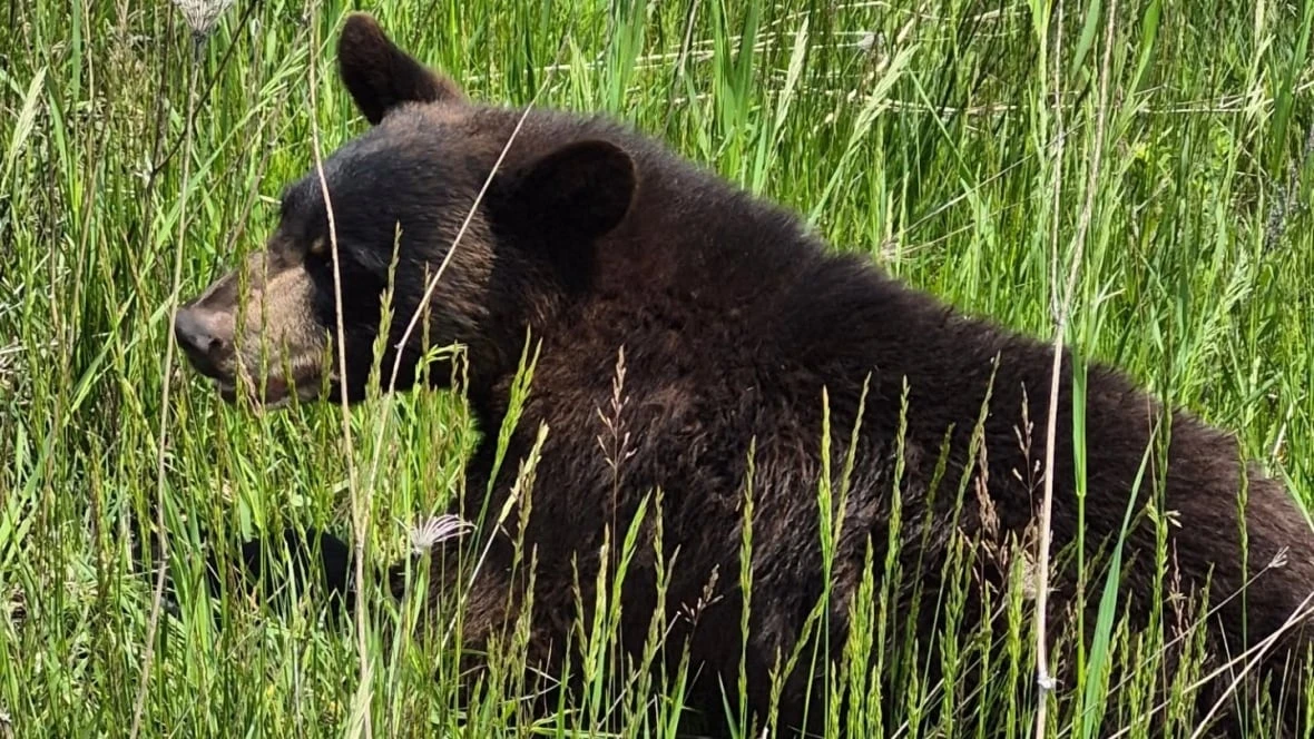 Injured bear shot, killed by police in highway median