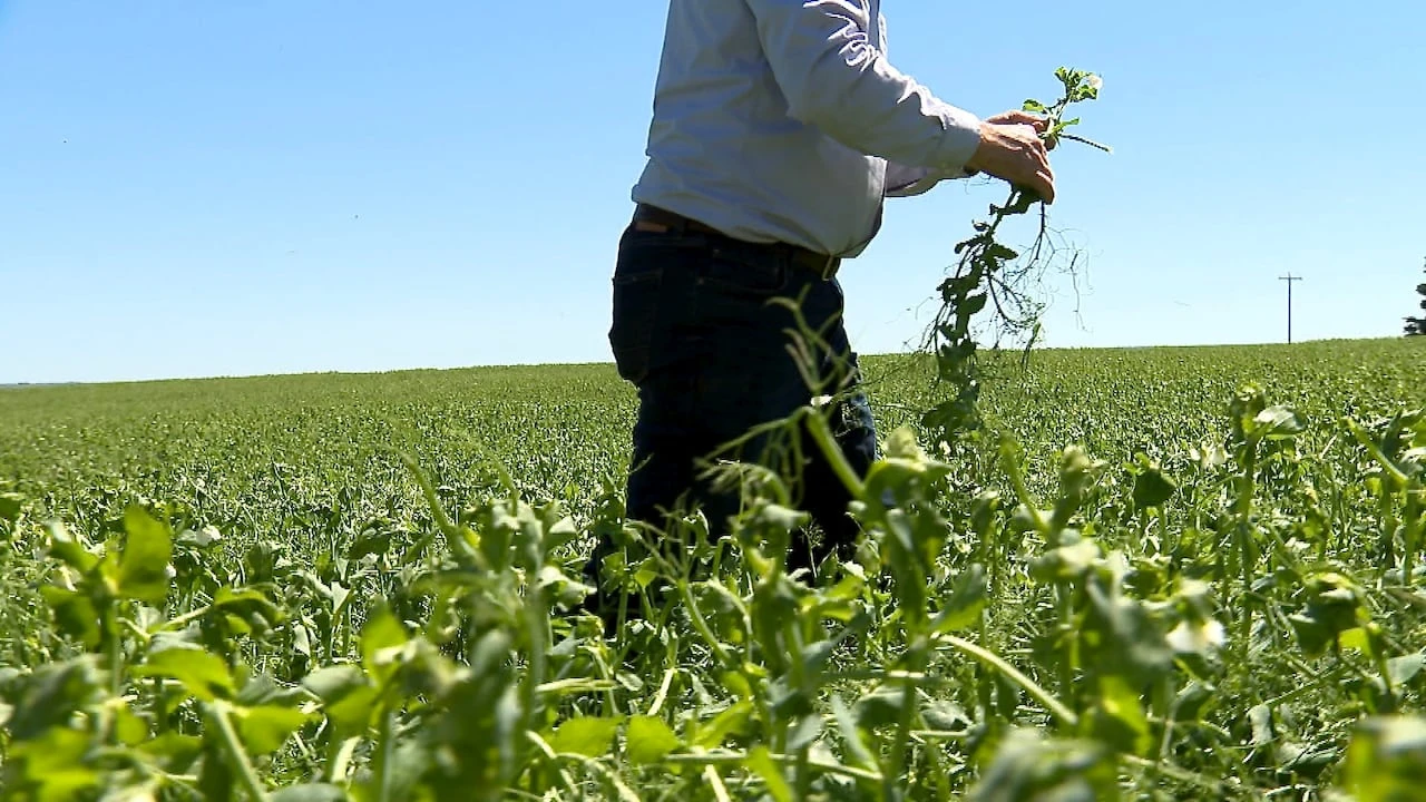 Hail, heavy rain pound southern Alberta, damaging crops