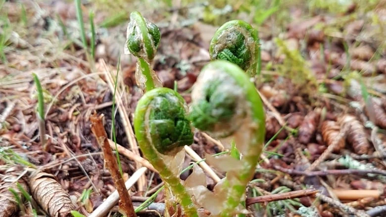 P.E.I.'s spring vegetation presents opportunity for foragers, says biologist