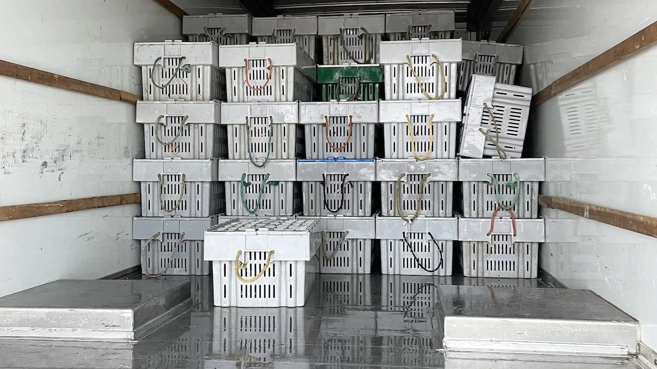Fisheries rep calls for provincial intervention following lobster seizures