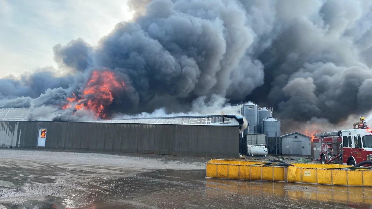 At least 20,000 hogs killed in Simcoe, Ont., barn fire