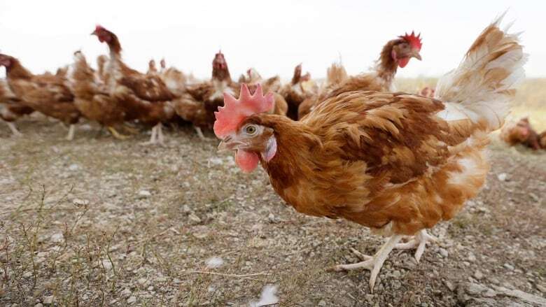 Bird flu found in Gander Bay poultry, food inspection agency says