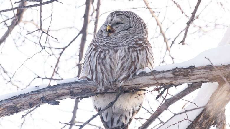 Feathers ruffled on Halifax trail after rare owl attacks