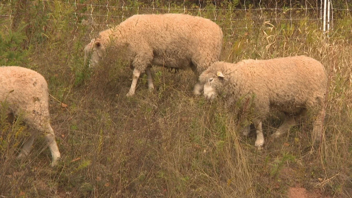 Charlottetown's newest lawn crew? A flock of grazing sheep