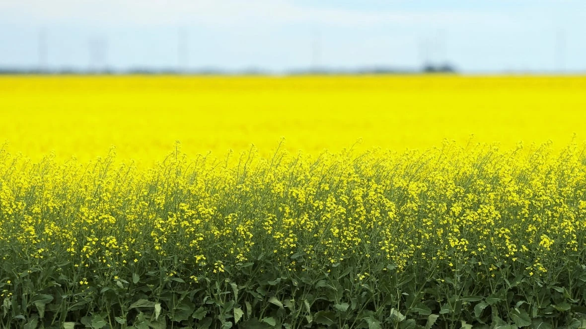 Canadian canola dodges Trump tariff threat, but still faces economic uncertainty