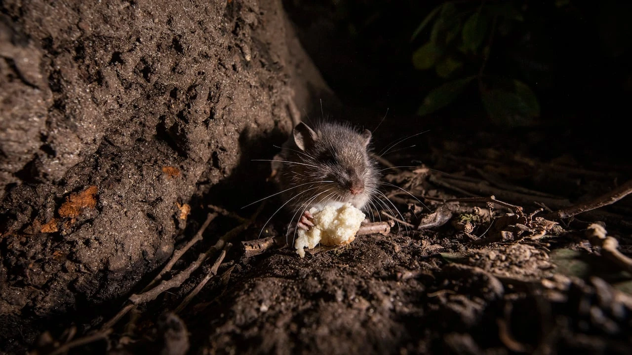 Toronto's proposed rat attack plan faces 1st hurdle