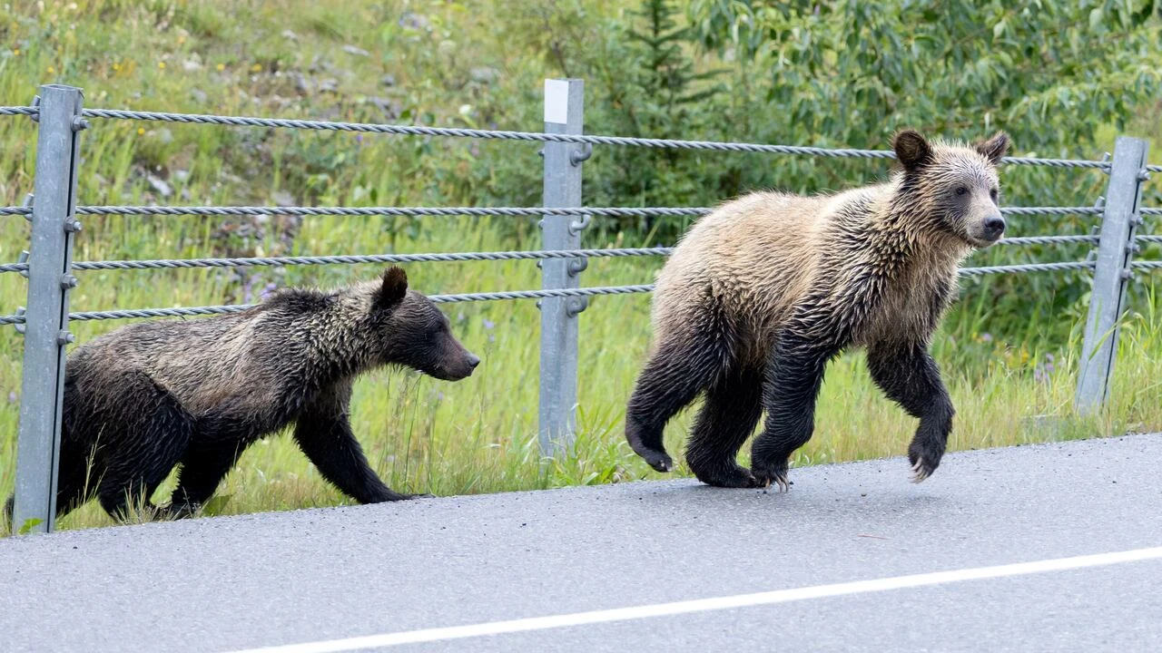 2 grizzly bears found illegally shot along Alberta highway on same day, province says