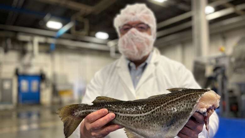 Icewater Seafoods processes northern cod for the first time in 32 years