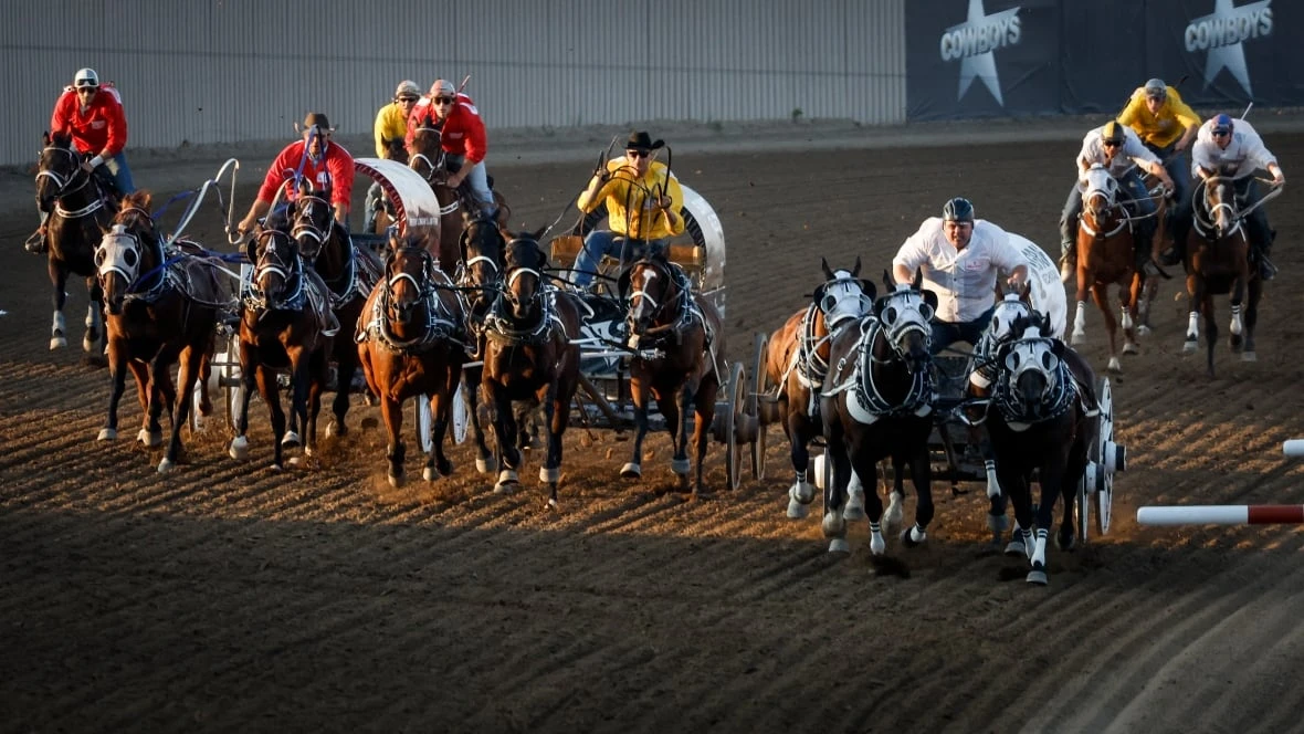 'Humane decision': Horse euthanized after injury during Calgary Stampede chuckwagon race