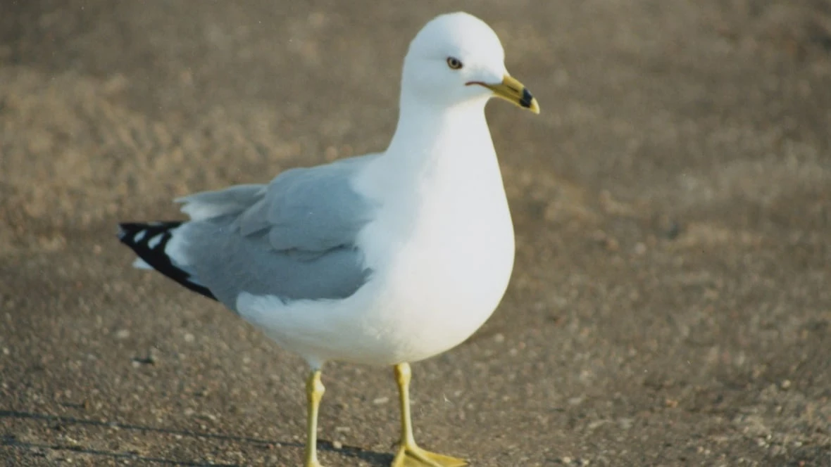 2 birds in Yellowknife test positive for avian flu