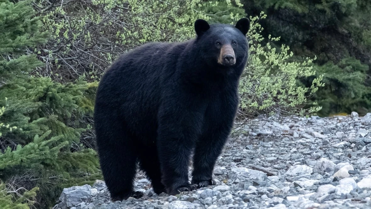 B.C. Parks closes part of Stawamus Chief Park due to 'food-conditioned' bear