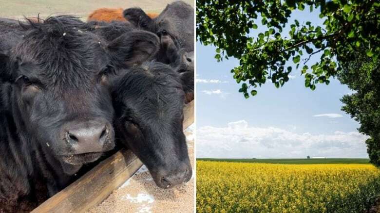 'Devastated' and 'incredibly disappointed': Alberta beef and canola to be hard hit by Trump tariffs