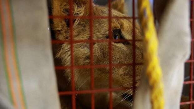 8-month-old lioness wanders neighbourhood in Mexico