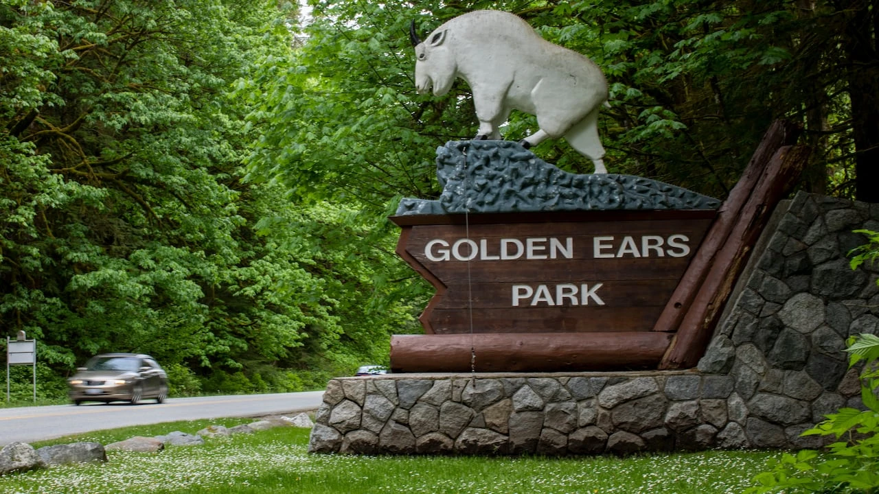 Bear killed, cubs tranquilized after conflicts in B.C.'s Golden Ears Provincial Park