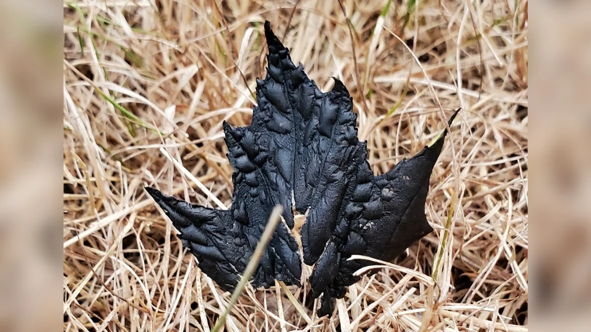 'My heart sank': N.S. photographer snaps striking photo of burnt maple leaf