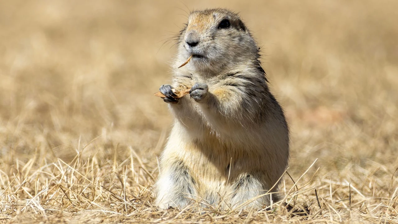Strychnine use for gopher control officially begins in Alberta, Saskatchewan after delays