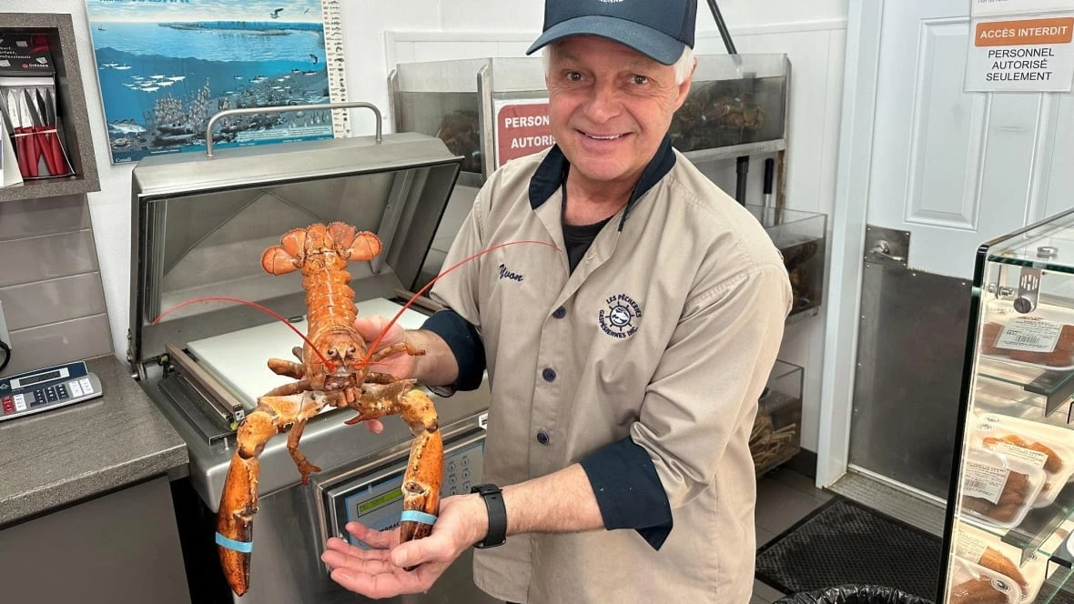 This orange lobster might not look that rare — but it's 1 in 30 million