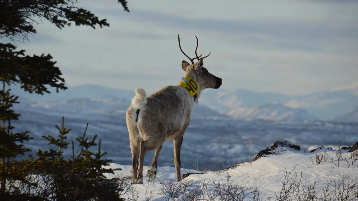 As caribou populations recover in Yukon's Southern Lakes region, communities look to reconnect with the herds