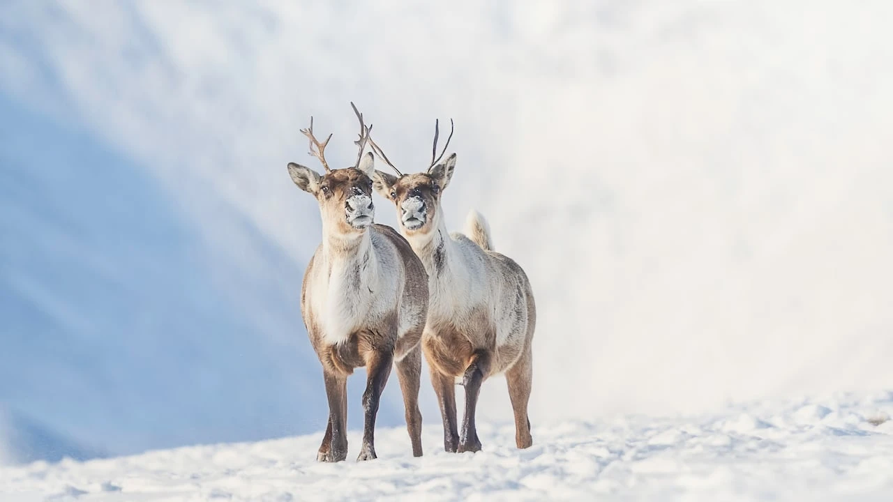 Semi-annual international caribou conference held in Yellowknife