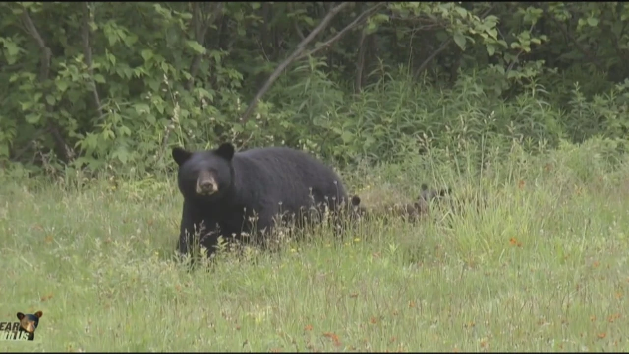 Black bear sightings are up slightly. Here’s what you should know if you see one