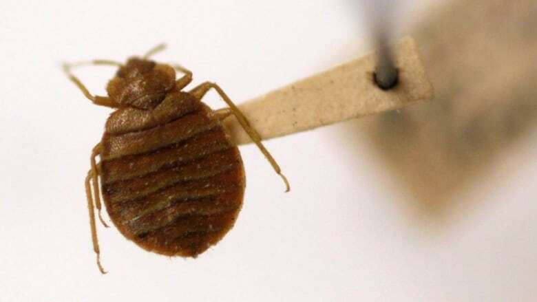 LifeSpin calls for enhanced bedbug, cockroach protections from city