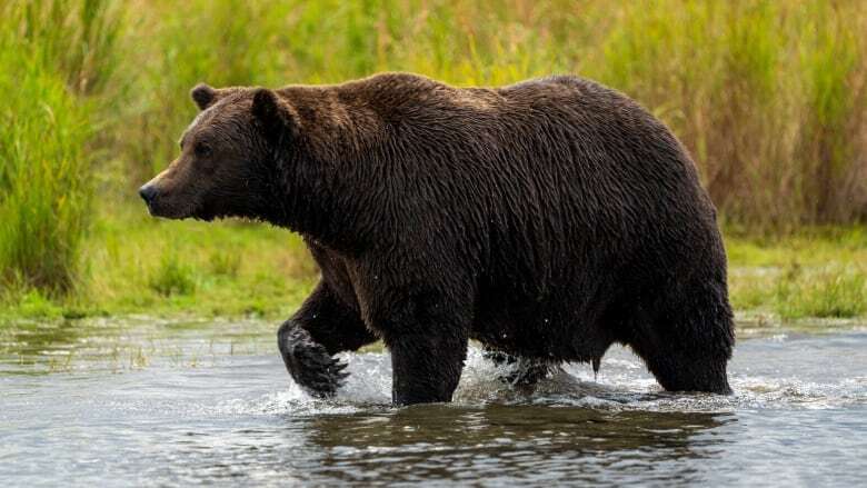 Online voting in Alaska's Fat Bear Week contest starts after an attack killed 1 contestant