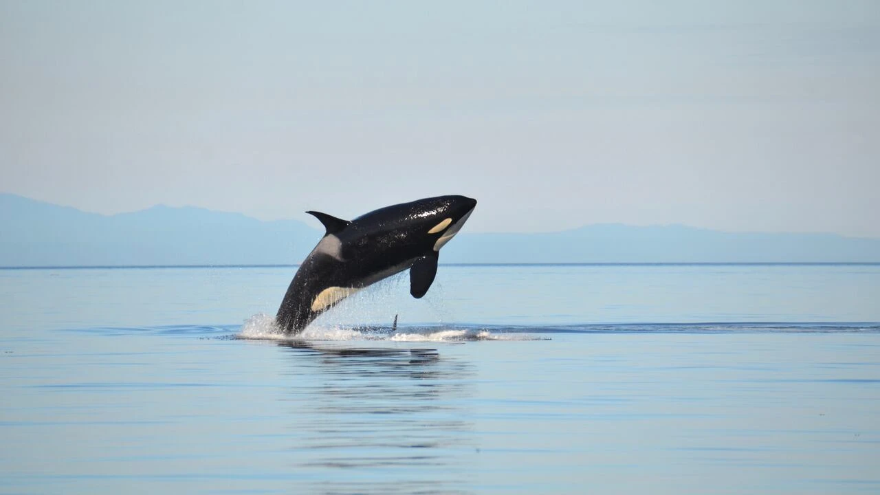 N.S. whale sanctuary breaks ground amid protests, unsigned lease