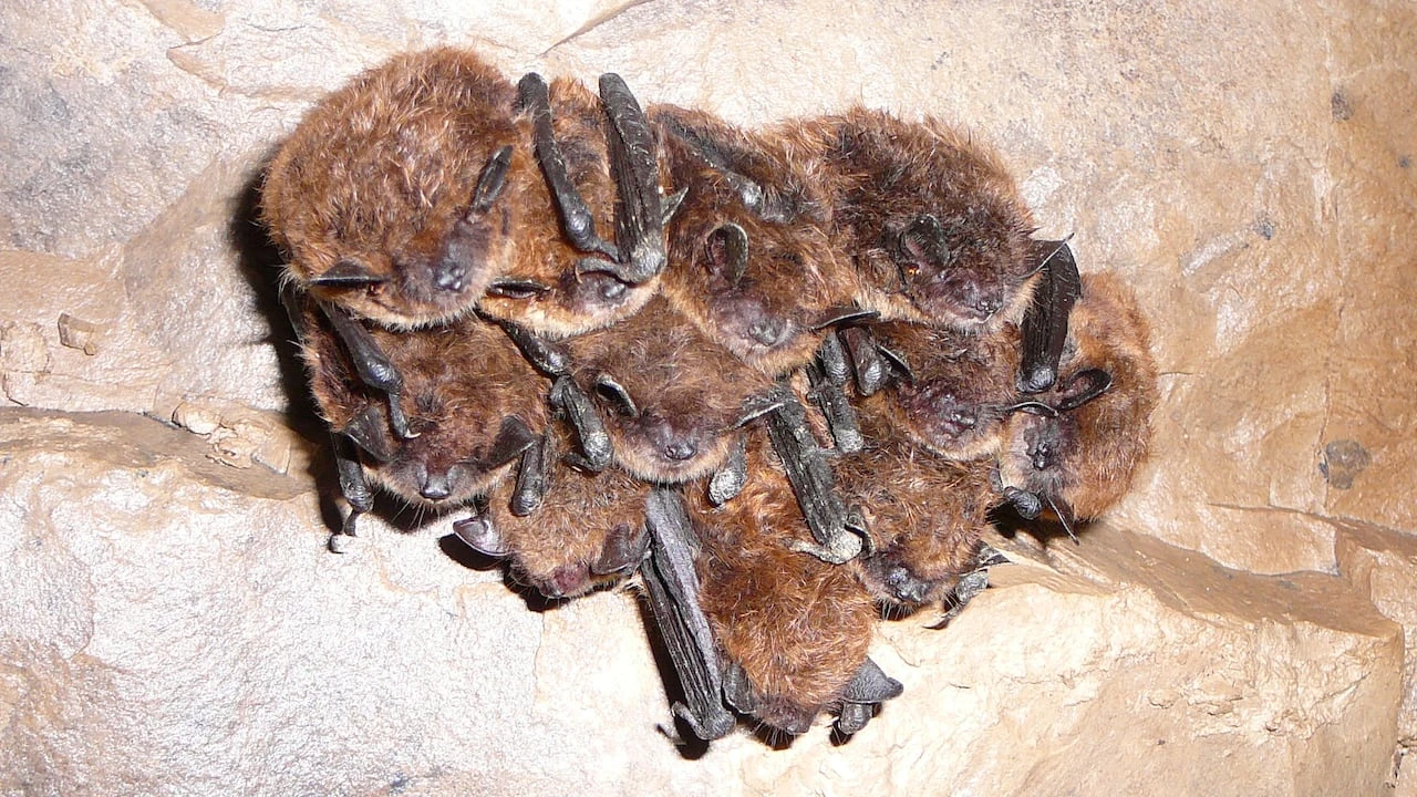 Disease deadly to bats found for 1st time in Northwest Territories