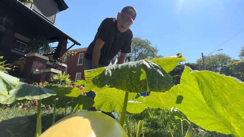 These Windsor residents are trying to grow a giant pumpkin on their front lawn