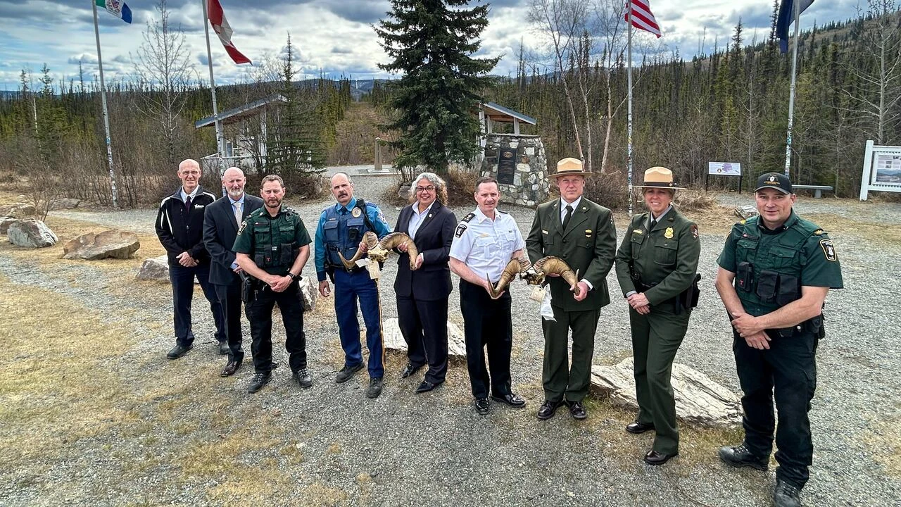 Horns from illegally hunted sheep returned to the Yukon from Alaska