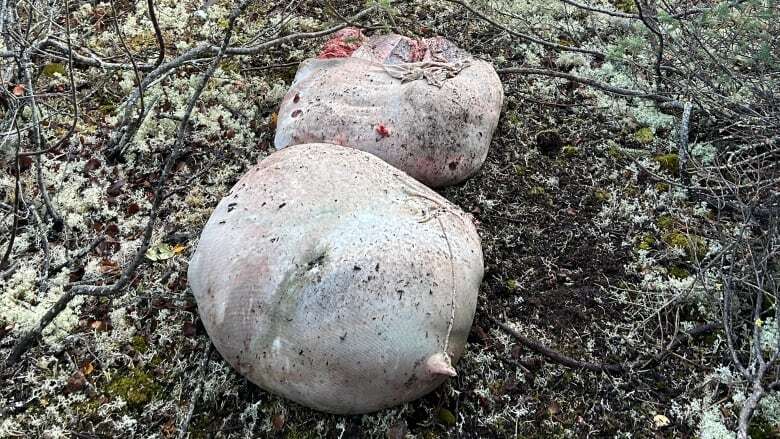 Hundreds of pounds of moose meat dumped in the bush near Dawson City, Yukon