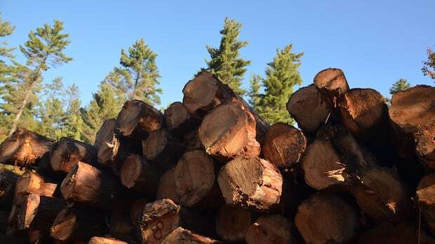 Northern Ontario forestry workers compare logging to working 'in a garden'