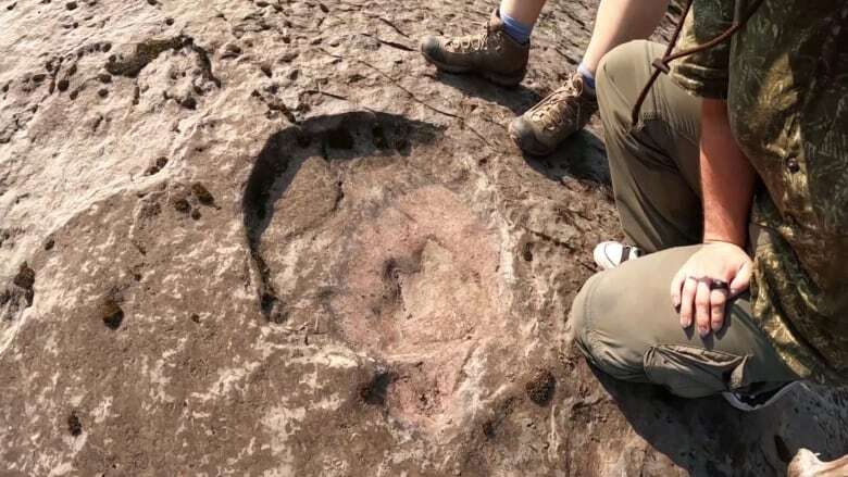 B.C. man finds dinosaur trackway near Hudson's Hope