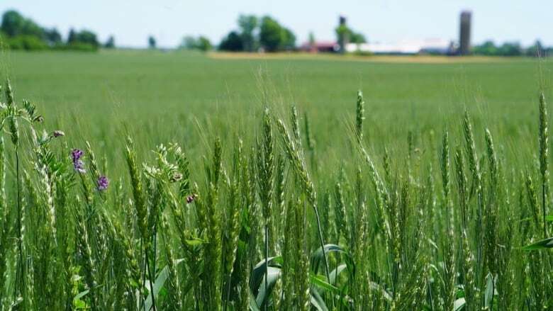 Huron County leads charge as southwestern Ontario farmland values climbs