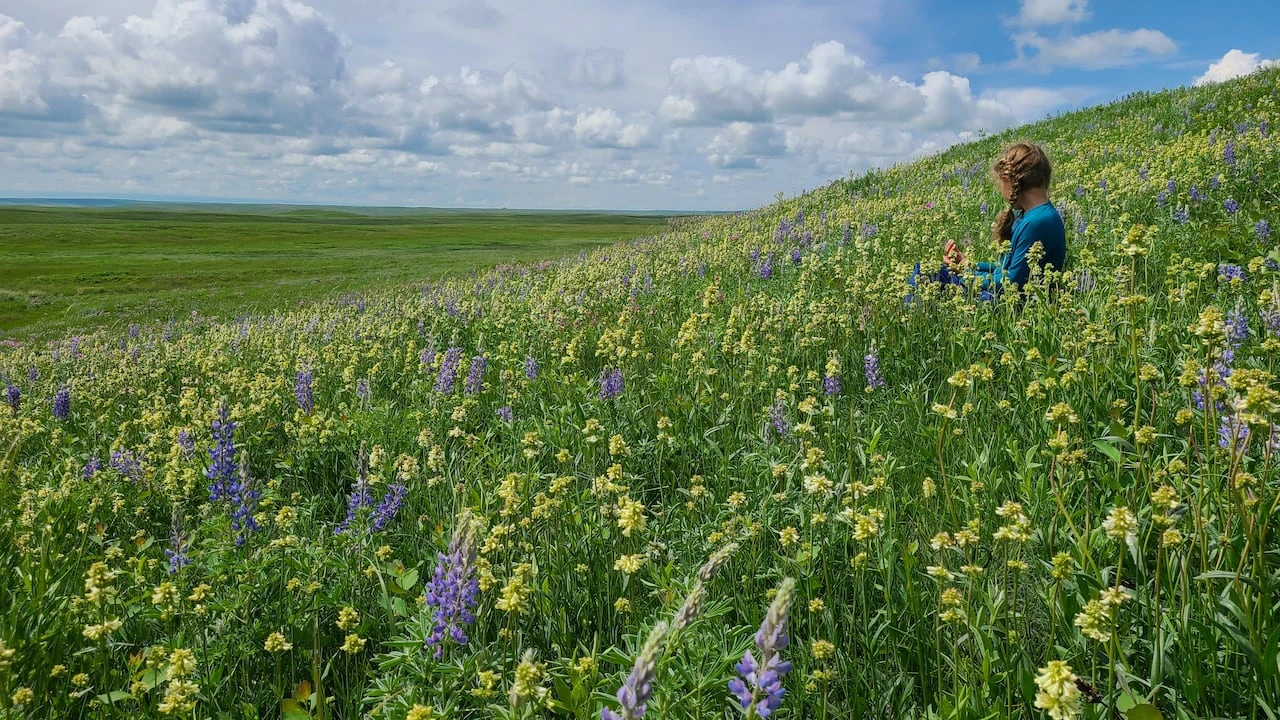 Alberta rejects federal nature strategy, redefines protected land